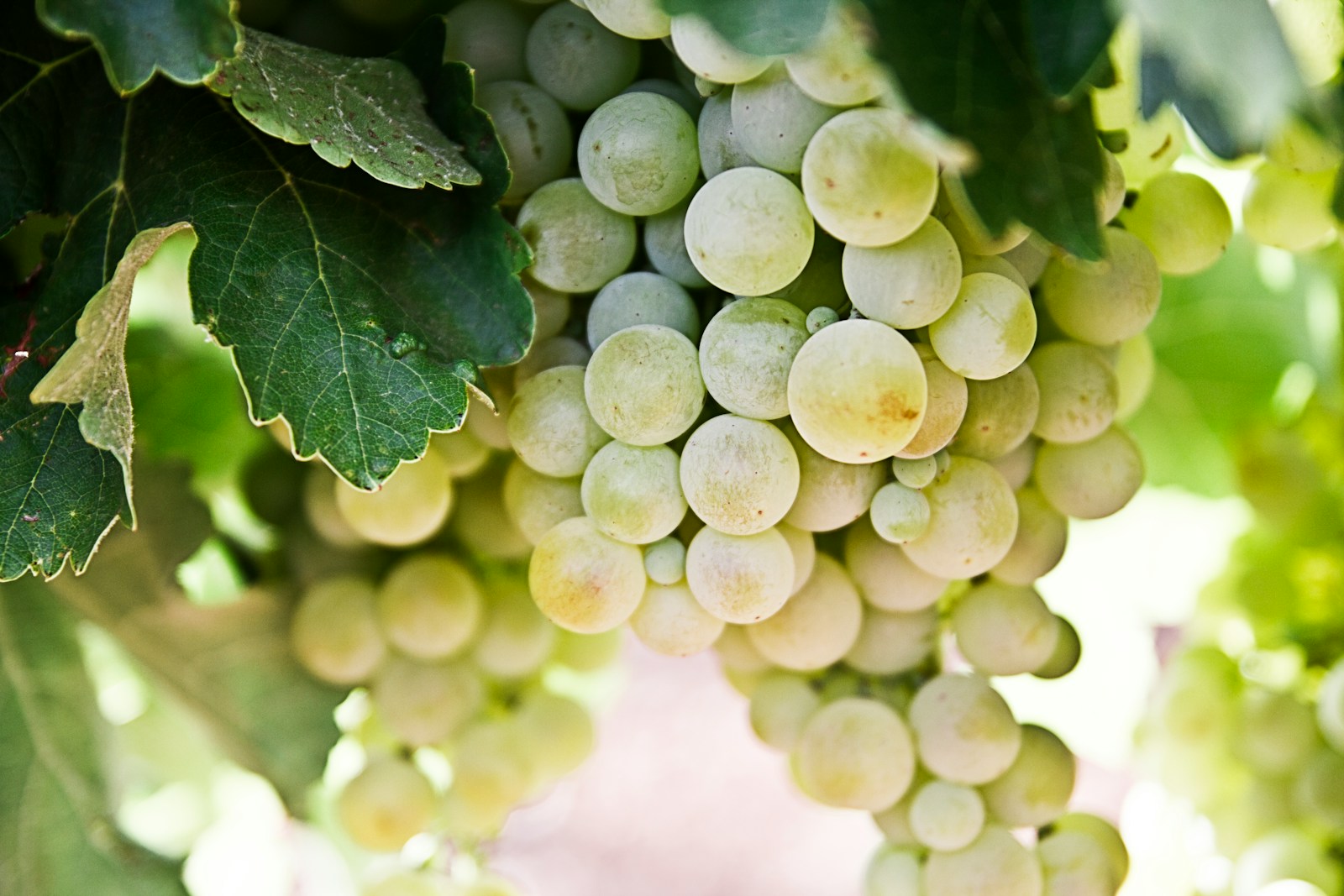 The Value Chain of Grapes: From Growing to Market