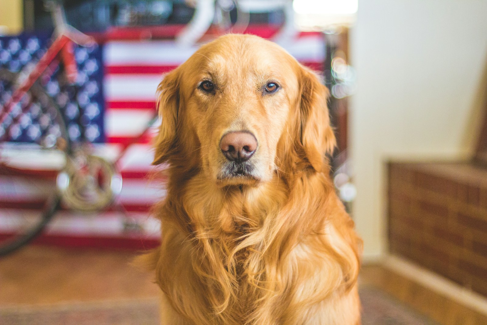 Professor Korzybski’s Dog Cookies Demonstration: Understanding the Power of Language and Meaning