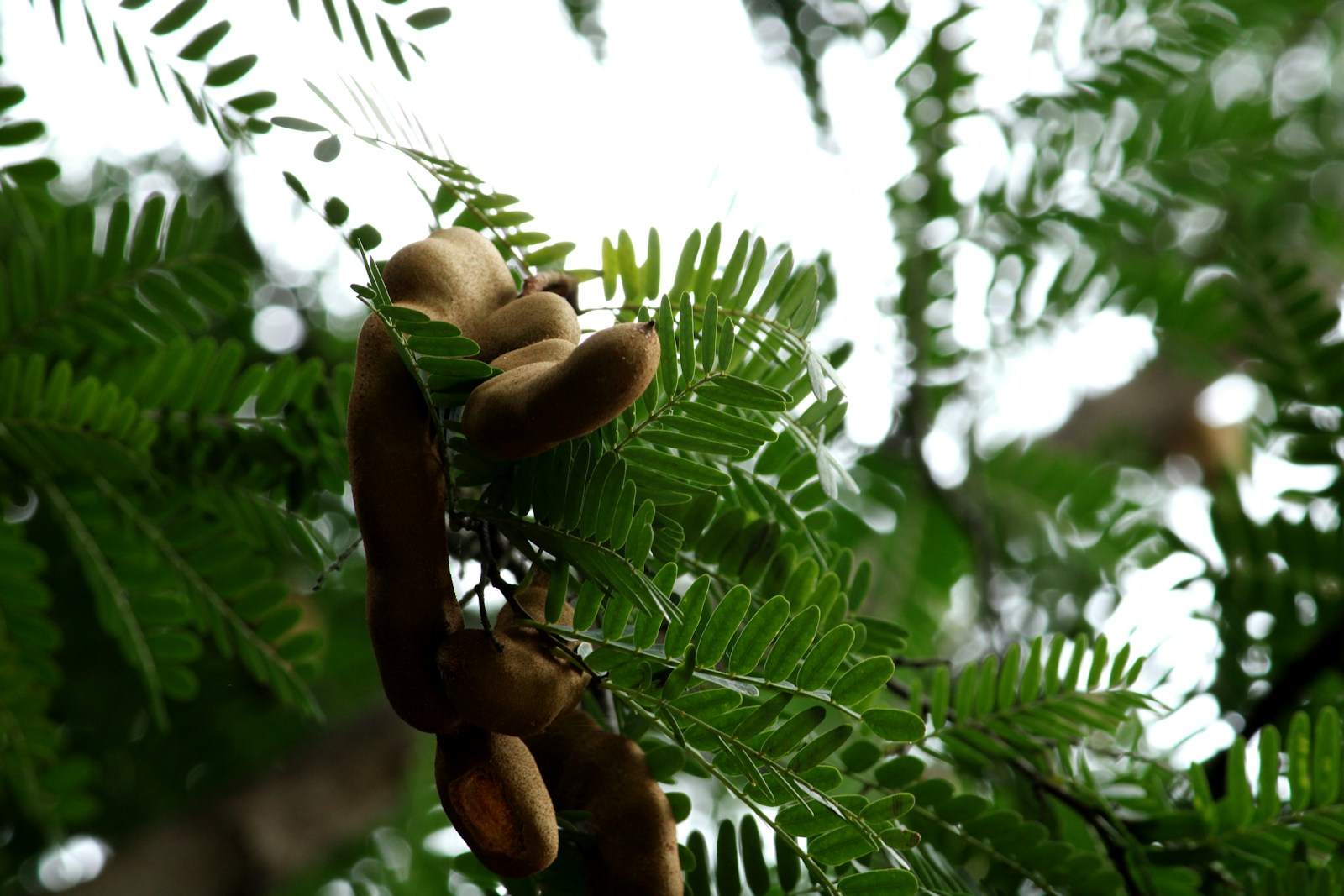 Value Chain of Tamarind and Tamarind Seeds