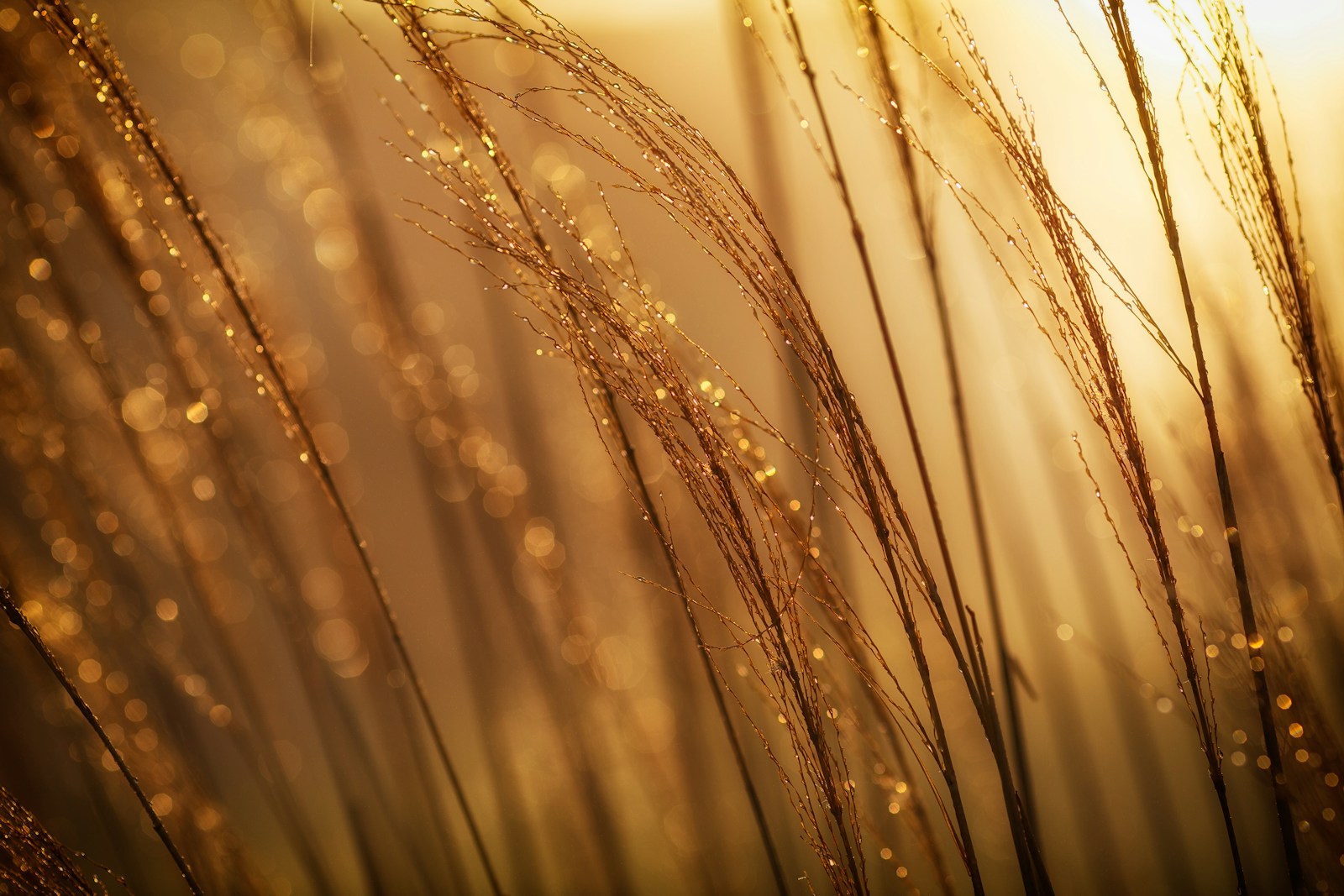 The Wheat Value Chain: From Farm to Table