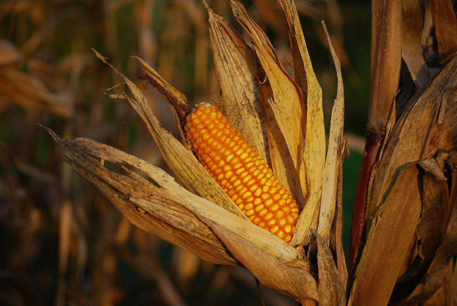 Value Chain of Corn: From Farm to Consumer