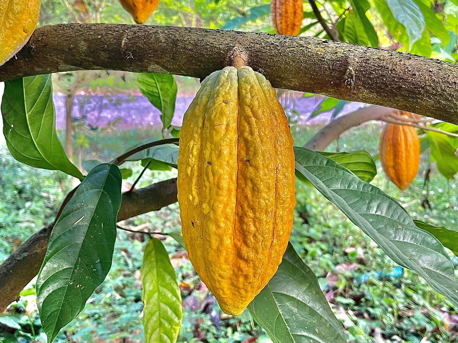 The Value Chain of Cocoa Beans: From Farm to Chocolate Bar