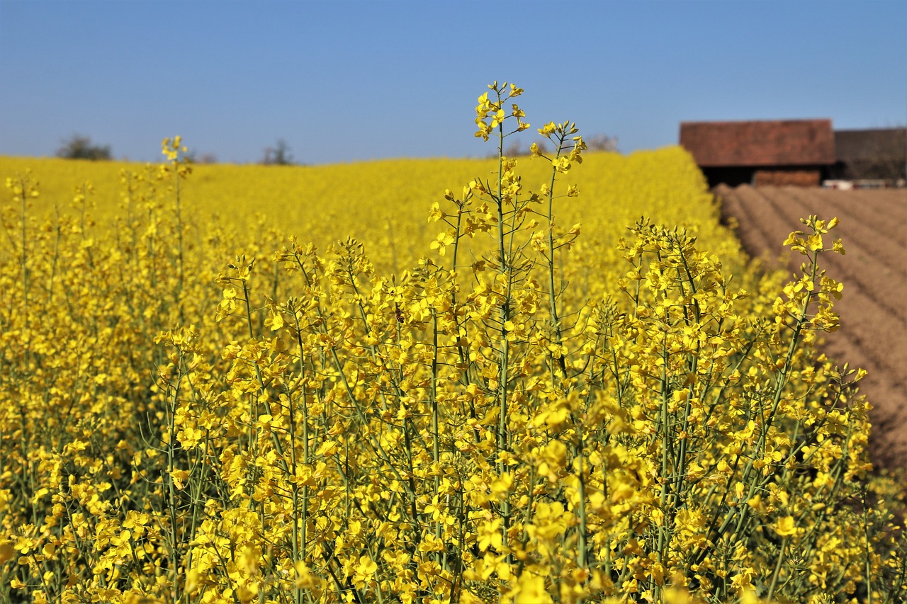 The Value Chain of Canola Oil