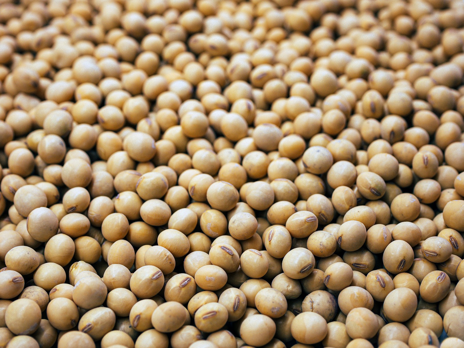 The Value Chain of Soybean Oil in India: From Seed to Shelf